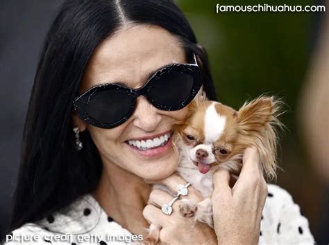 versace chihuahua|demi moore chihuahua.